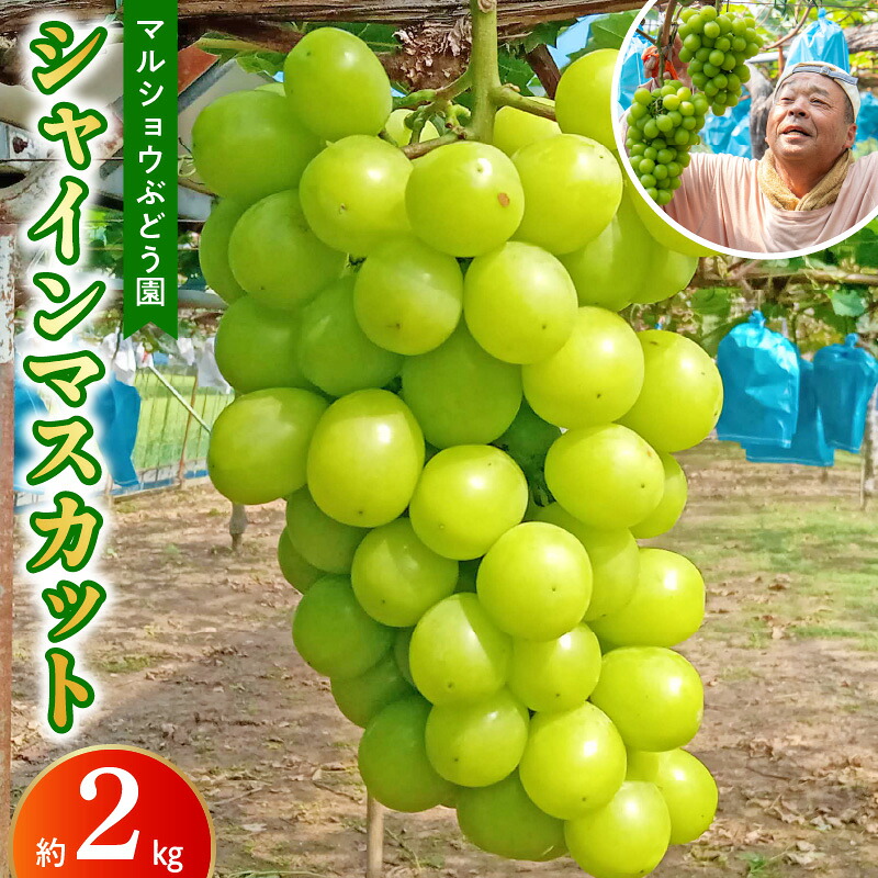 【ふるさと納税】【先行予約】マルショウぶどう園 シャインマスカット 約2kg 旬 皮ごと 食べられる 酸味 少ない 多汁 果肉 しっかり 収穫したその日に発送 産地直送 国産 ぶどう フルーツ 果実 果物 エコファーマー 送料無料【熊本県宇土市】（配送時期）9月中旬｜熊本県宇土市
