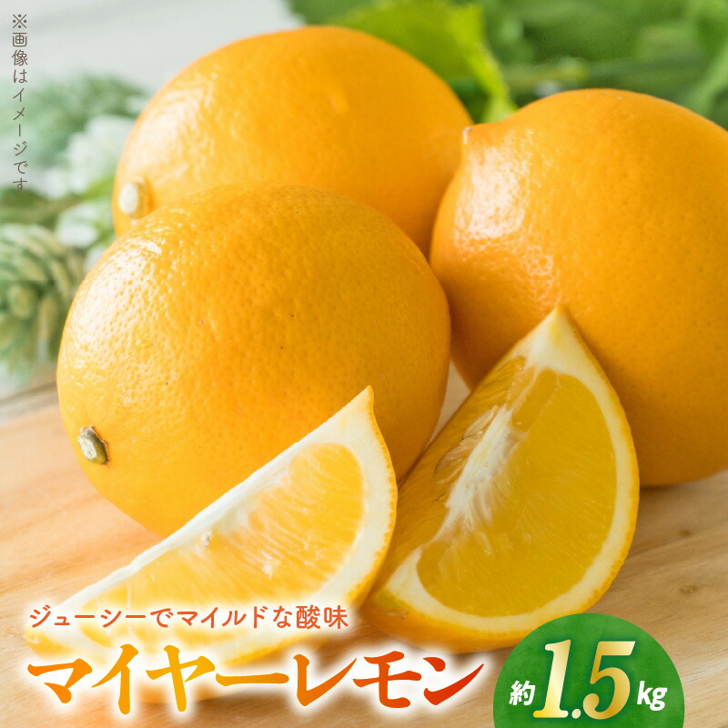 【ふるさと納税】マイヤーレモン 1.5kg 糖度 9度前後 マイルド 酸味 果汁 ジューシー レモン みかん 自然交配種 グリーン 黄色 変化 果皮 オレンジ お取り寄せ お取り寄せフルーツ 柑橘類 食品 果実 福島オレンジ農園 送料無料【熊本県宇土市】