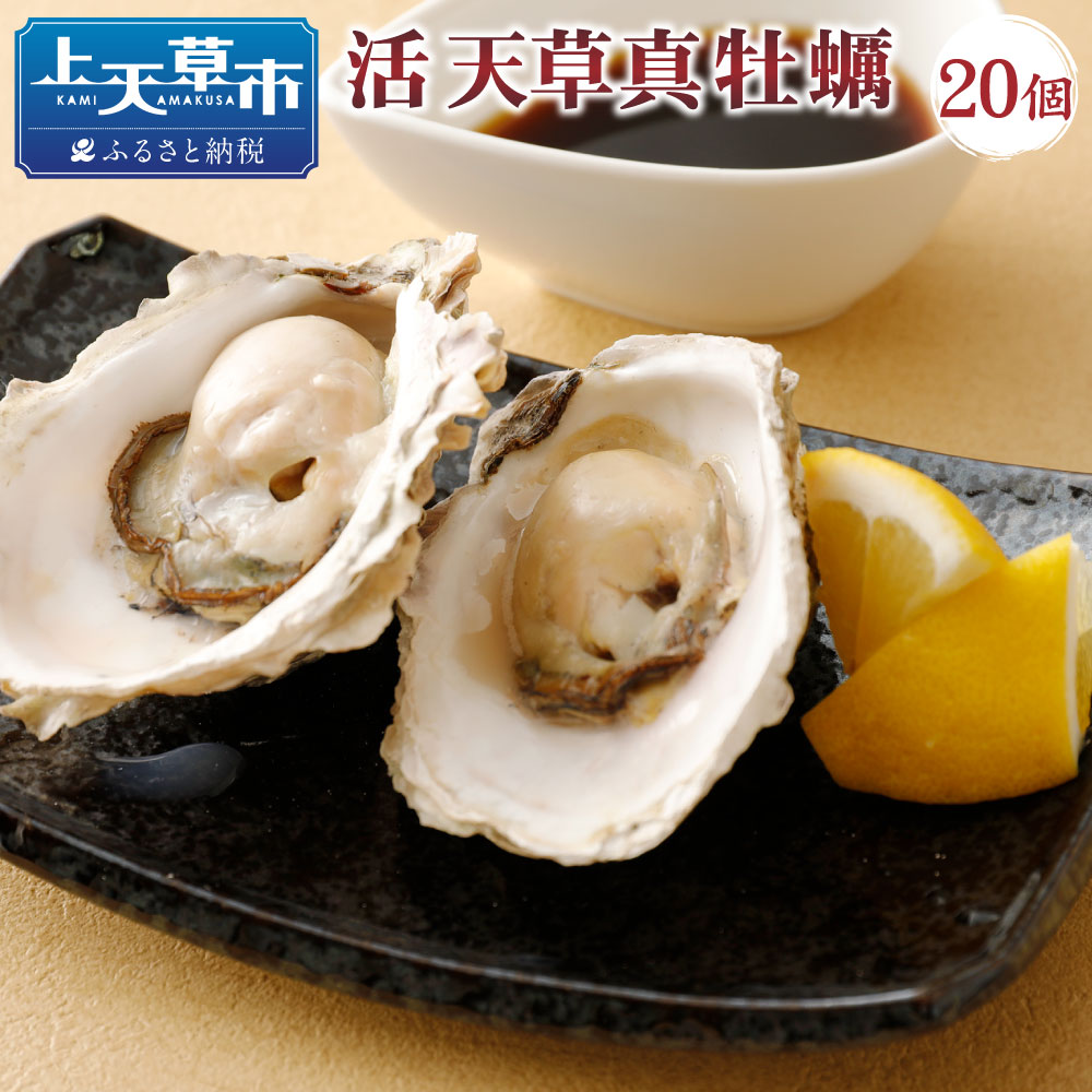 【ふるさと納税】活き天草真牡蠣（加熱用） 100g以上&times;20個 加熱用 かき カキ 牡蠣 真牡蠣 殻付き 国産 九州産 産地直送 炭火焼 不知火海 詰め合わせ 冷蔵 送料無料｜熊本県上天草市
