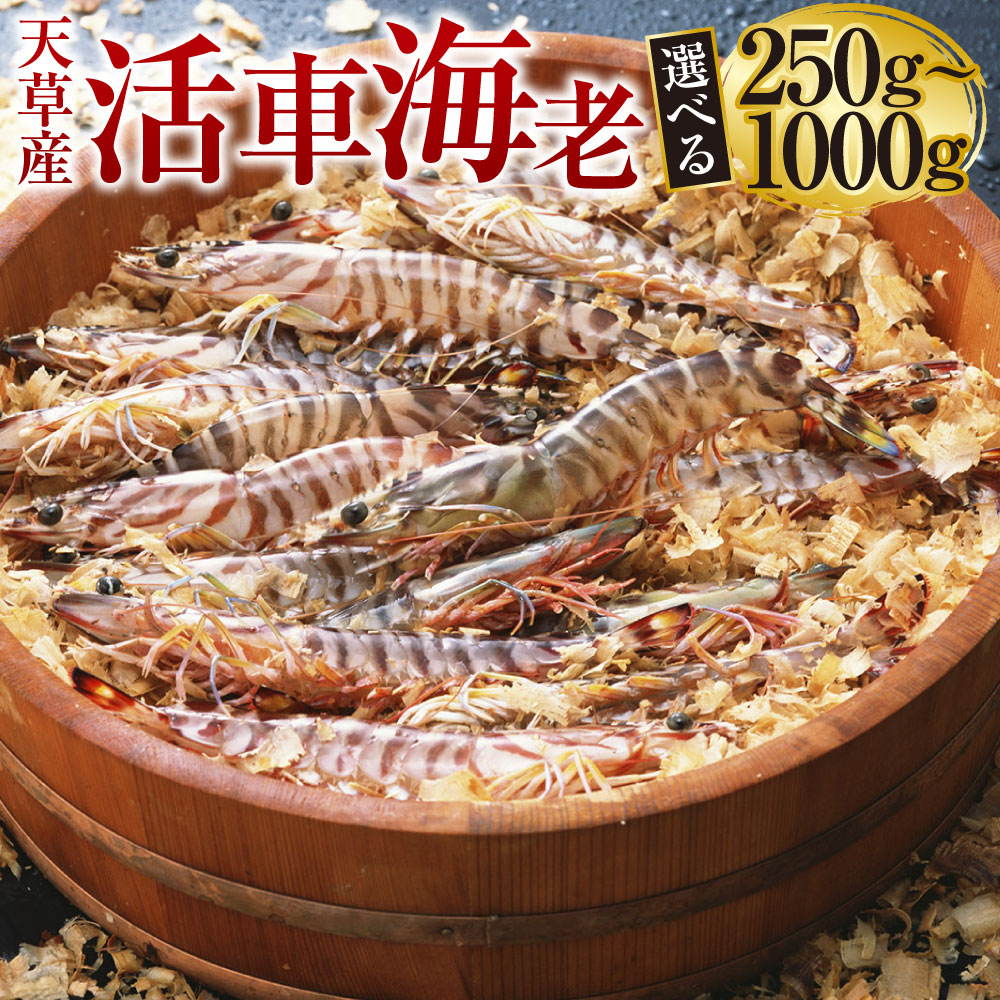【楽天市場】【ふるさと納税】<R8年熊本地震復興支援> 【配送指定日必須】天草産 活車海老 選べる 250g〜1000g 8〜44尾 10000円 〜 39000円 車海老 車エビ 海老 エビ えび 魚介 魚介類 活き海老 常温 九州産 九州 国産 上天草市 海鮮 【発送期間2026年11月6日〜2027年3月31日】:熊本県上天草市