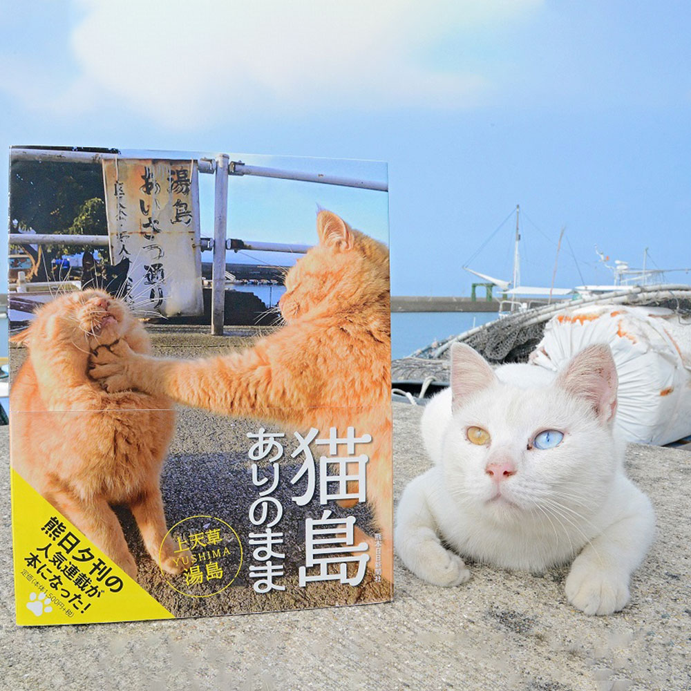 ふるさと納税 数量限定 書籍 猫島ありのまま 上天草 湯島 本 湯島 猫 熊本日日新聞夕刊 人気連載企画 写真 上天草 熊本 写真集 送料無料 猫好きな方必見 上天草市の猫島 湯島 のありのままを伝える一冊です ありのままの暮らしが収められています 熊 Beyondresumes Net