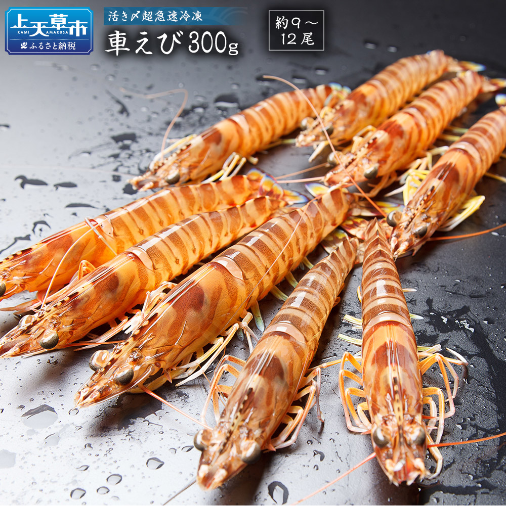 楽天市場 ふるさと納税 上天草ブランド認証品 活き〆超急速冷凍 車えび 300g 約9 12尾 くるまえび 海老 海鮮 国産 九州産 熊本県産 冷凍 ギフト 化粧箱入り 車海老 送料無料 熊本県上天草市