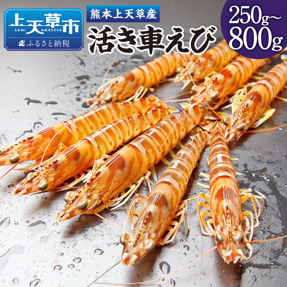 楽天市場】【ふるさと納税】活き〆超急速冷凍 車えび 250g～750g 約8