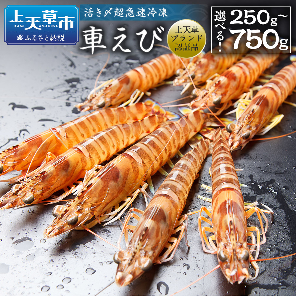 えびを。 楽天市場】【ふるさと納税】サイマキ 車海老 味噌漬け 【選べる内容量