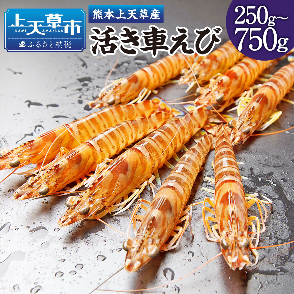 【ふるさと納税】【配送日指定品】上天草産の活き車えび！ 250g～750g 約8～33尾 選べる内容量 選べる 車海老 えび くるまえび 魚介 海鮮 活き海老 活魚 国産 熊本県 上天草市 送料無料【発送期間2026年10月15日から2027年5月31日】｜熊本県上天草市