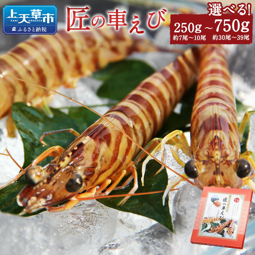 【ふるさと納税】【選べる内容量】 匠の車えび 活き締め急速冷凍 250g～750g 約7尾～39尾 化粧箱入り 海の幸 高級食材 車海老 ふるさと納税天草市 ふるさと納税海鮮 冷凍エビ 車海老 くるまえび 車えび 冷凍えび 刺身 海鮮セット 冷凍海鮮 国産 熊本県 上天草市 送料無料