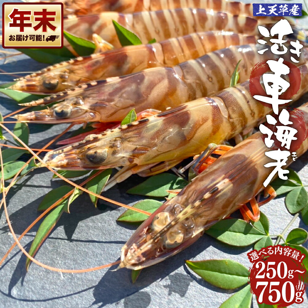 【ふるさと納税】【配送日指定品】上天草産活き車海老 250g~750g 約8尾~35尾 選べる内容量 選べる 魚介 海鮮 活き海老 海老 えび くるまえび 車海老 国産 活魚 熊本県 上天草市 送料無料【配送期間2026年11月20日~2027年2月28日】|熊本県上天草市