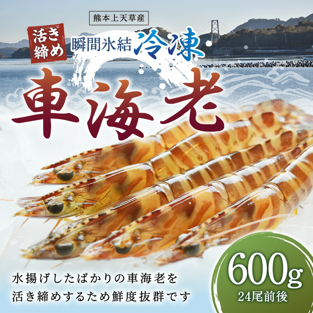 楽天市場】【ふるさと納税】瞬間氷結 熊本天草産 活き締め 冷凍車海老 600g 24尾前後 300g×2パック 車海老 くるまえび 海老 えび エビ  海鮮 国産 九州産 熊本県産 上天草市産 冷凍 送料無料：熊本県上天草市