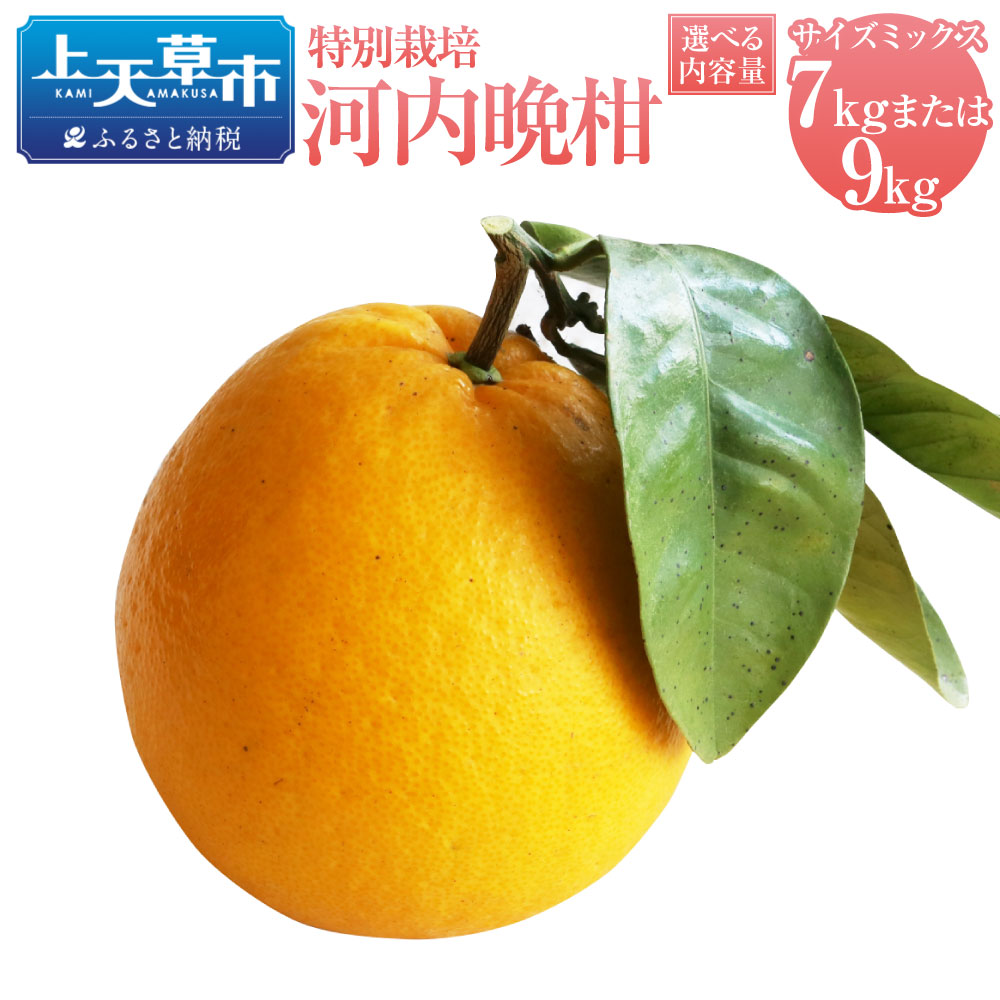【ふるさと納税】【選べる容量】【先行受付】特別栽培河内晩柑 7kg または 9kg サイズミックス 晩柑 ばんかん 国産 上天草市産 熊本県産 果物 フルーツ 蜜柑 柑橘 送料無料 【2025年4月上旬から7月上旬発送予定】