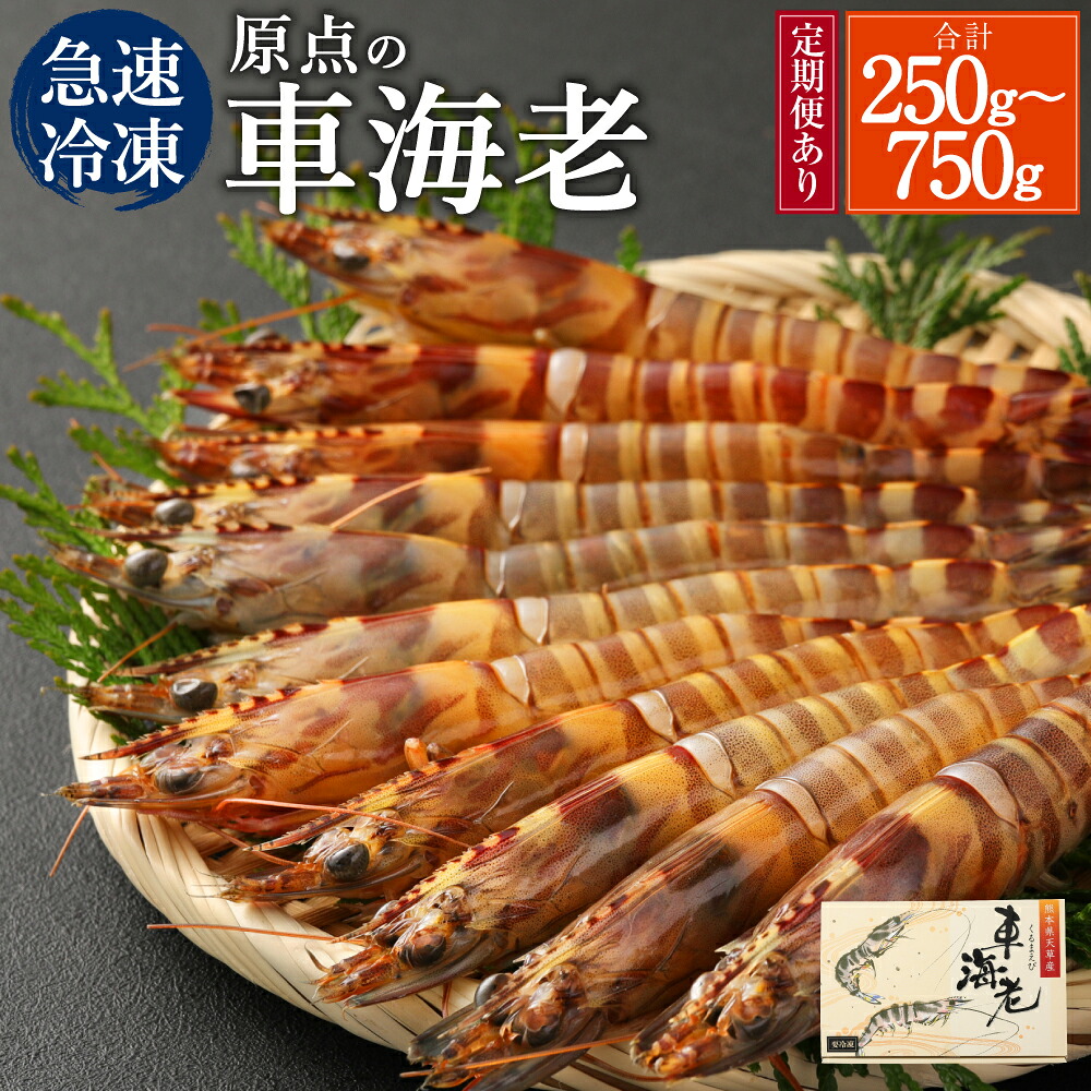 【ふるさと納税】原点の車海老 急速冷凍 250g~750g 8~30尾 選べる内容量 定期便あり 250g(8~10尾)×3回 3ヶ月定期便 くるまえび 海老 えび 車海老 海鮮 国産 九州産 熊本県産 冷凍 送料無料 【2026年10月上旬より順次発送予定】|熊本県上天草市