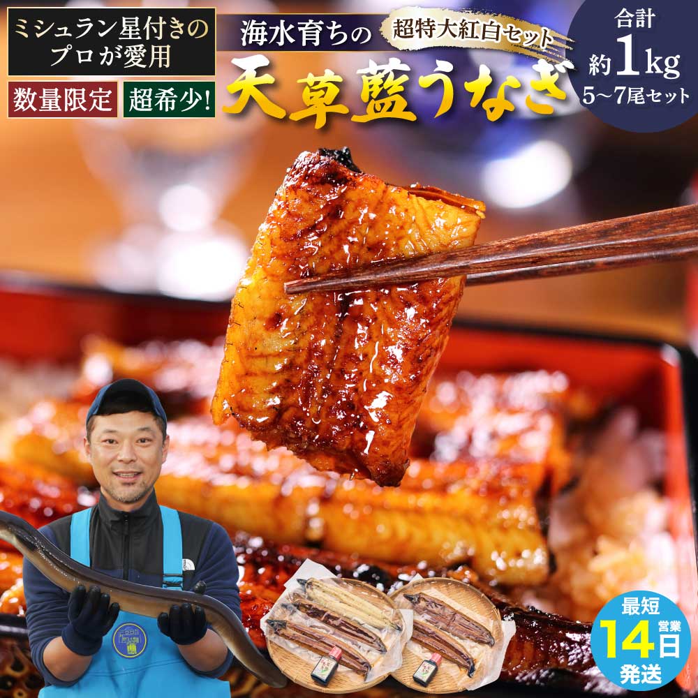 【ふるさと納税】 【ミシュラン1つ星店 採用】 うなぎ 国産 〈数量限定〉海水育ちの天草藍うなぎ 超 特大 紅白 5～7尾セット (合計約1kg) 鰻 ニホンウナギ 惣菜 熊本県産 九州 国産 冷凍 送料無料 株式会社天草海産