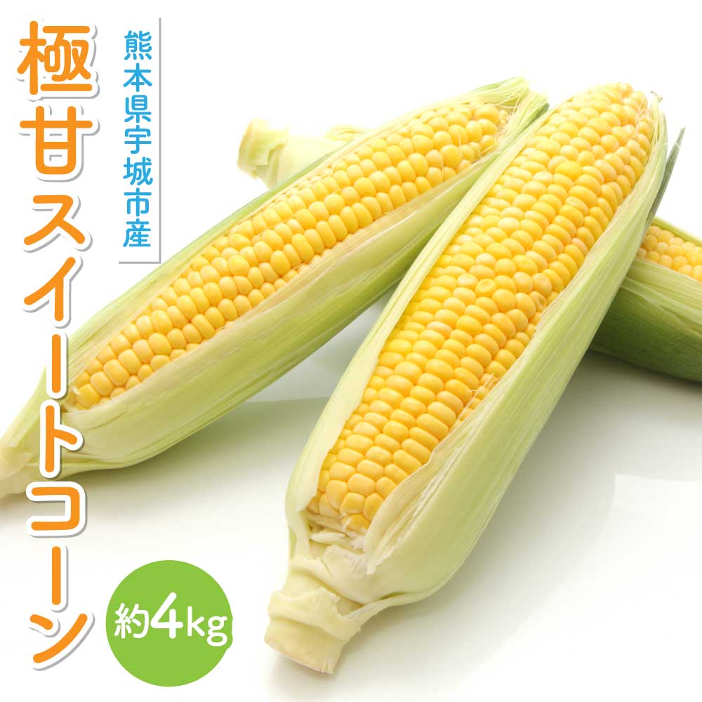 【ふるさと納税】 【先行予約】　極甘 スイートコーン 約4kg （12～14本）山本農園 コーン とうもろこし トウモロコシ 玉蜀黍 糖度18度以上 【2026年4月下旬から順次発送】 甘い 野菜 やさい 国産 九州産 熊本産 株式会社アークブレス