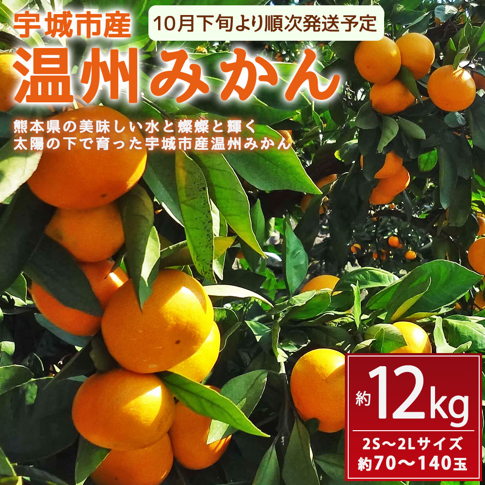 売れ筋商品 宇城市産 温州みかん 約12kg 2S〜2Lサイズ 約70〜140玉 蜜柑 みかん ミカン 2s 2l 果物 くだもの フルーツ 熊本県産  九州産 国産 送料無料 fucoa.cl