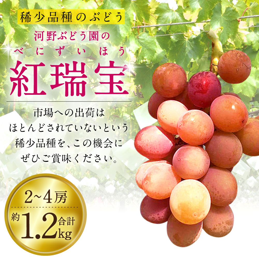 ふるさと納税 8月上旬 順次発送予定 紅瑞宝 べにずいほう 2 4房 合計約1 2kg 河野ぶどう園 葡萄 ぶどう ブドウ フルーツ 果物 産地直送 ロゼ 送料無料 Rvcconst Com