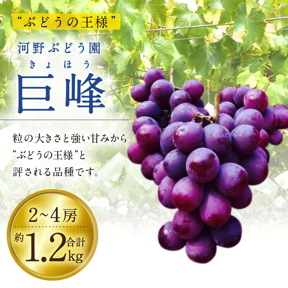 ふるさと納税 8月上旬 順次発送予定 巨峰 2 4房 合計約1 2kg 河野ぶどう園 葡萄 ぶどう ブドウ 巨峰 きょほう フルーツ 果物 産地直送 送料無料 Rvcconst Com
