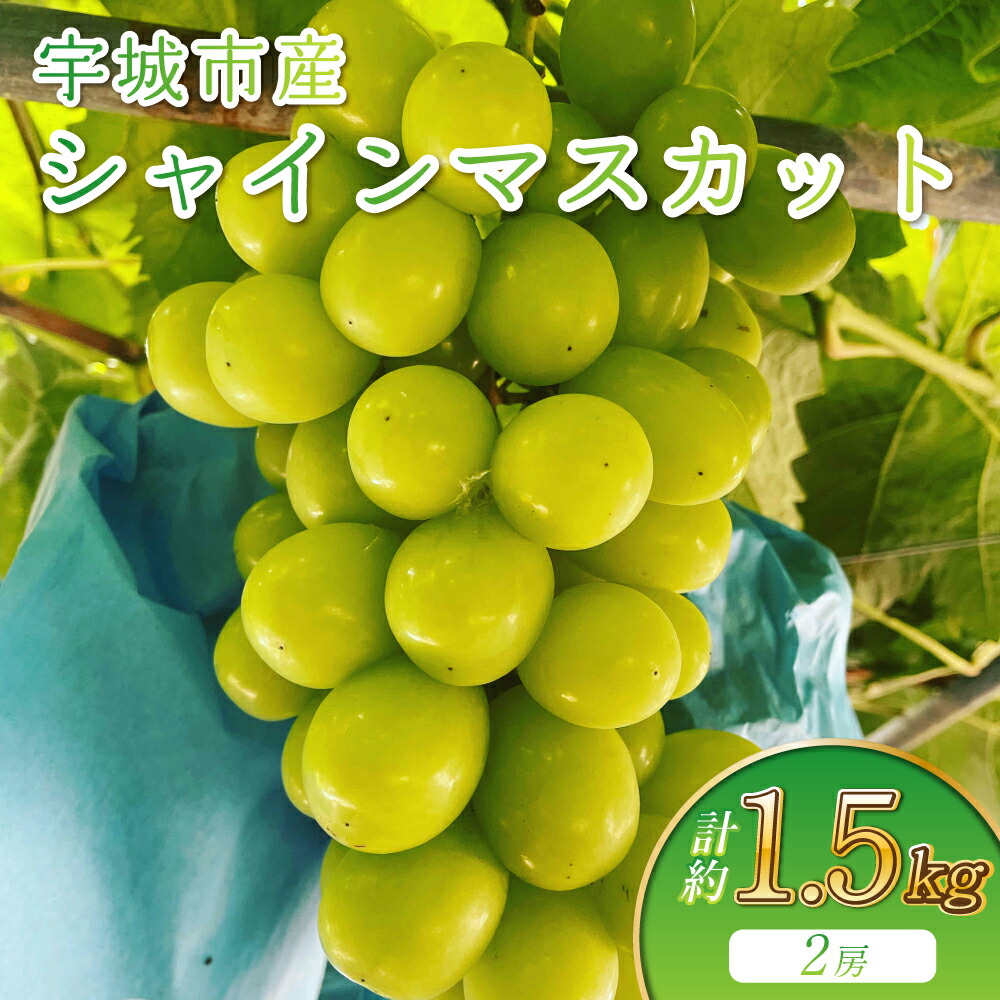 【ふるさと納税】【先行予約】シャインマスカット 約1.5kg 2房 みのだ観光農園 宇城市産 マスカット ぶどう 葡萄 果物 フルーツ 旬 冷蔵 送料無料 熊本県 宇城市 【2026年9月上旬～9月中旬発送予定】｜熊本県宇城市