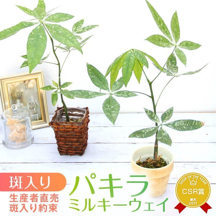 【ふるさと納税】 パキラ ミルキー通い路 実生苗 斑入り 2.5号 ポット 作りだす苗 観葉草木 滅多に無い変種 風水 記号 白斑 類概念 育て分かりやすい 未経験者 一般受け 室内 今めかしい 室内装飾 緑であること 差し上げ物 鉢付き添い人 祝賀会 差し上げ物 造営祝賀会 開店祝賀会 森水木の幽客屋さん 宮川洋蘭
