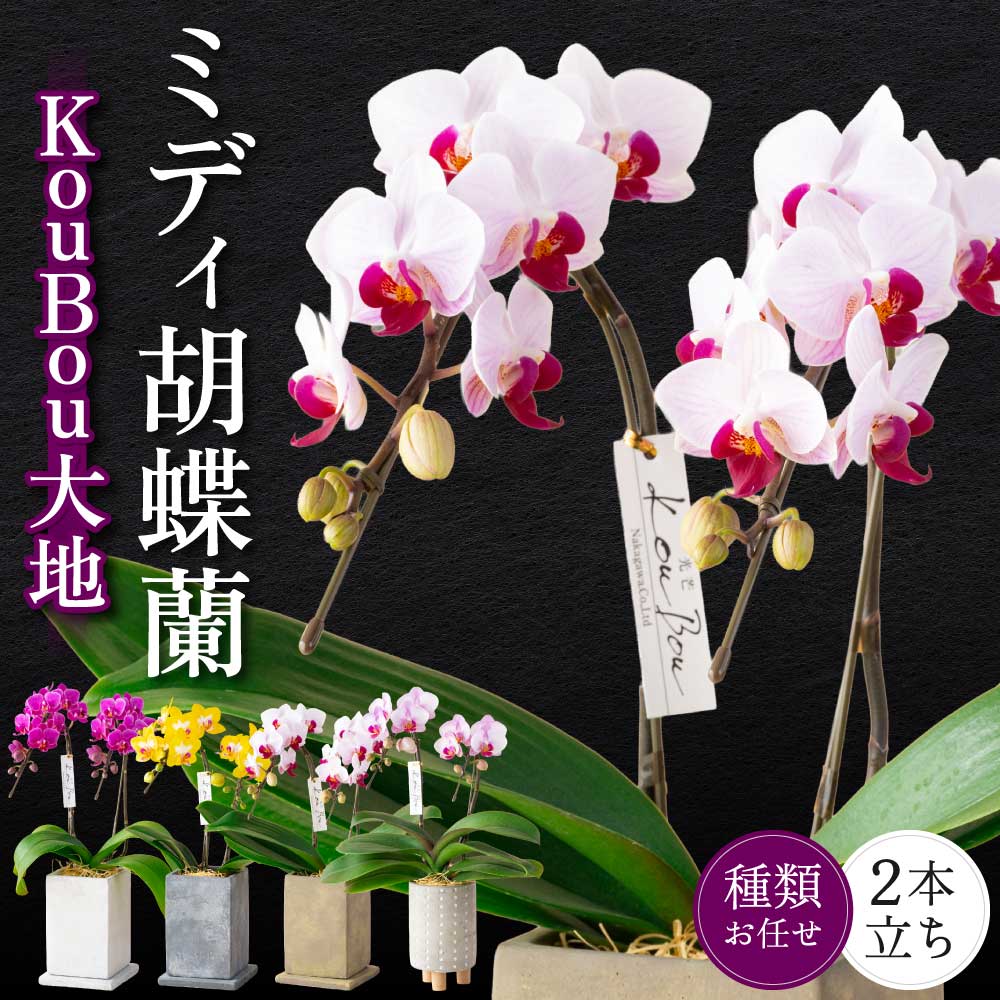 【ふるさと納税】MIDI夢見鳥蘭 KouBou 地びた 2本立ち 蘭 幽客 洋蘭 MIDI大きさ 褒めたたえる用 呉れて遣る用 和今めかしい 室内装飾 草木 コチョウラン 手当たり次第 花 貨物輸送無料 株式会社なかがわ