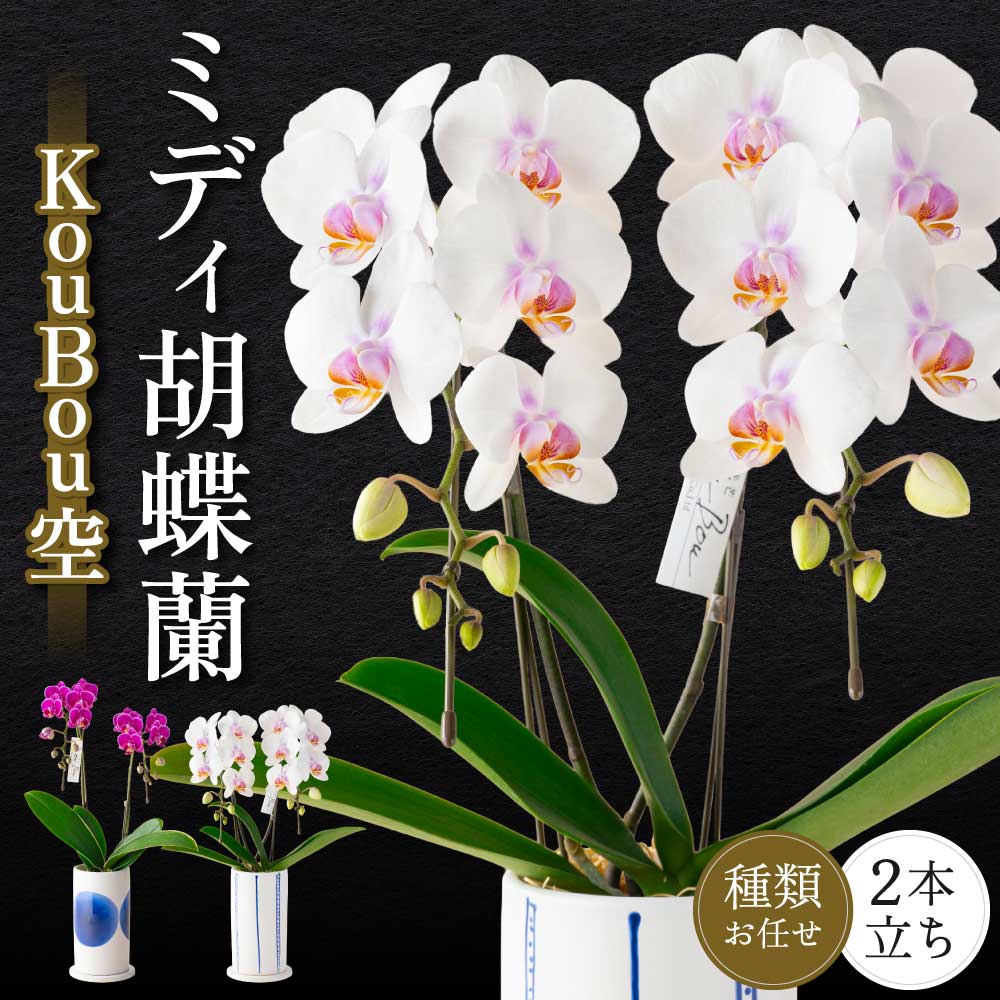 楽天市場】【ふるさと納税】ミディ胡蝶蘭 華あかり プレミアム 2本立ち