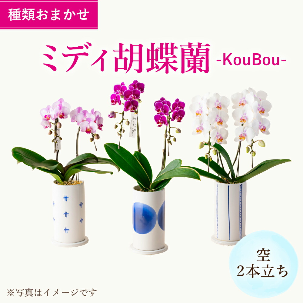 楽天市場】【ふるさと納税】＜予約受付中！2026年2月より順次発送