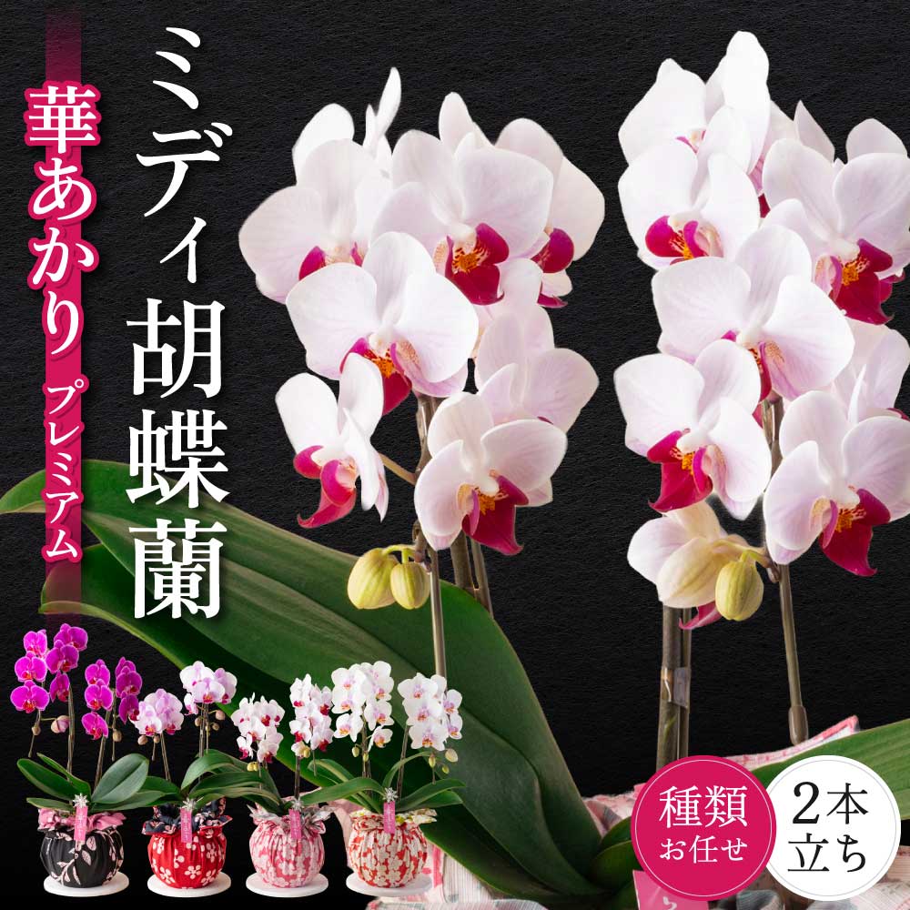【ふるさと納税】ミディ胡蝶蘭 華あかり プレミアム 2本立ち 蘭 ラン 洋蘭 ミディサイズ 観賞用 贈答用 和モダン インテリア 植物 コチョウラン ランダム 花 送料無料 株式会社なかがわ|熊本県宇城市