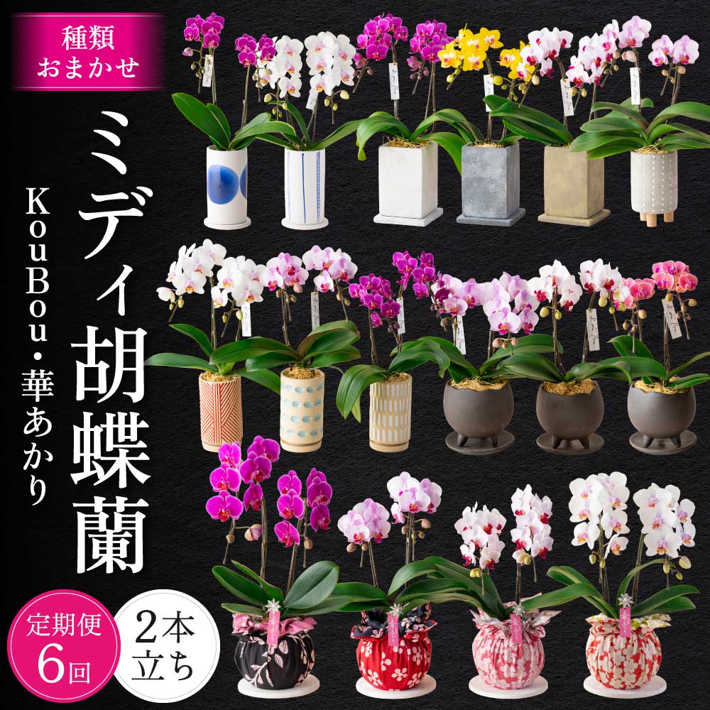 【ふるさと納税】定期便6回 MIDI夢見鳥蘭 2本立ち 2ヶ月に1回 足し加える6種 手当たり次第 なかがわ 夢見鳥蘭 コチョウラン 蘭 幽客 室内装飾 褒めたたえる用 呉れて遣る品 差し上げ物 差し上げ物 貨物輸送無料 株式会社なかがわ
