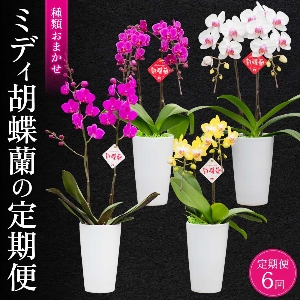 【ふるさと納税】【定期便6回】 MIDI夢見鳥蘭の定期便 2ヶ月に1回お届け 蘭 幽客 洋蘭 MIDI大きさ 褒めたたえる用 呉れて遣る用 和今めかしい 室内装飾 草木 コチョウラン 手当たり次第 花 貨物輸送無料 株式会社なかがわ