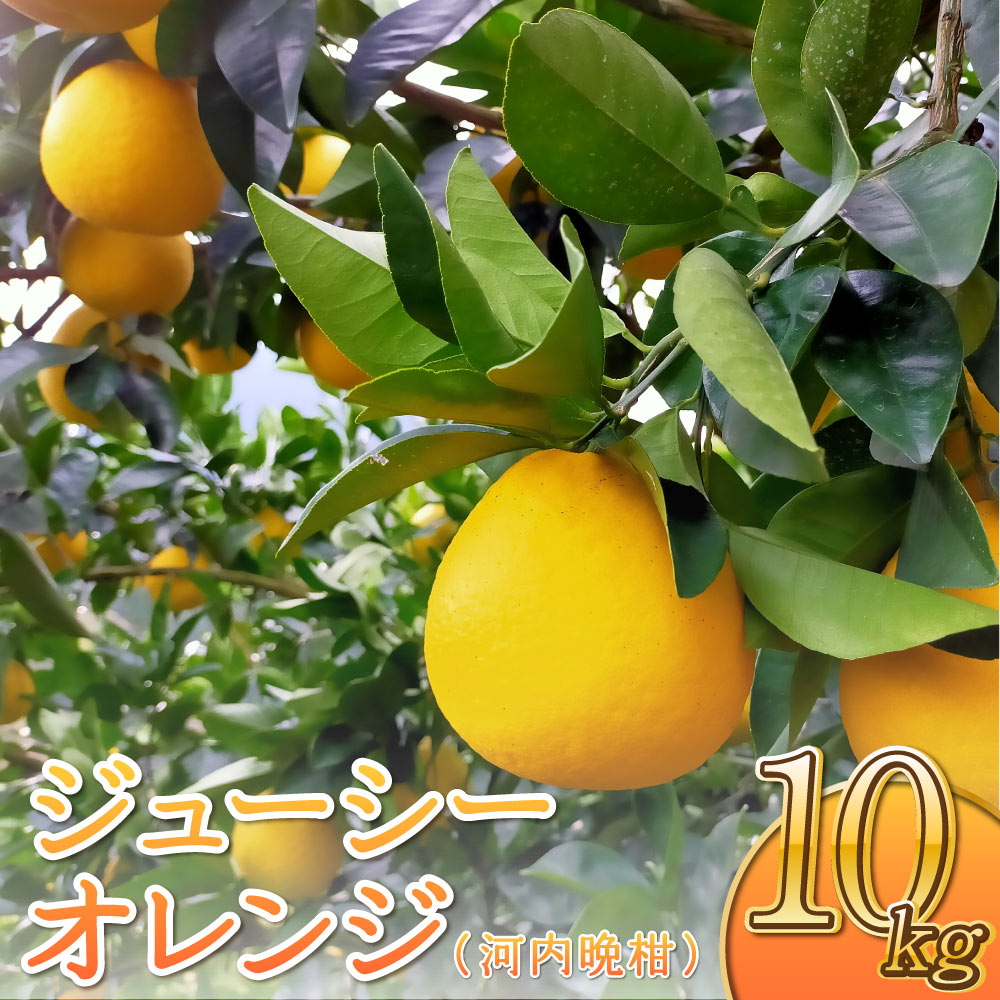 【ふるさと納税】【先行予約】 ジューシーオレンジ 河内晩柑 約10kg ※20玉～25玉前後 のむちゃん農園 【2025年4月上旬～7月上旬発送予定】