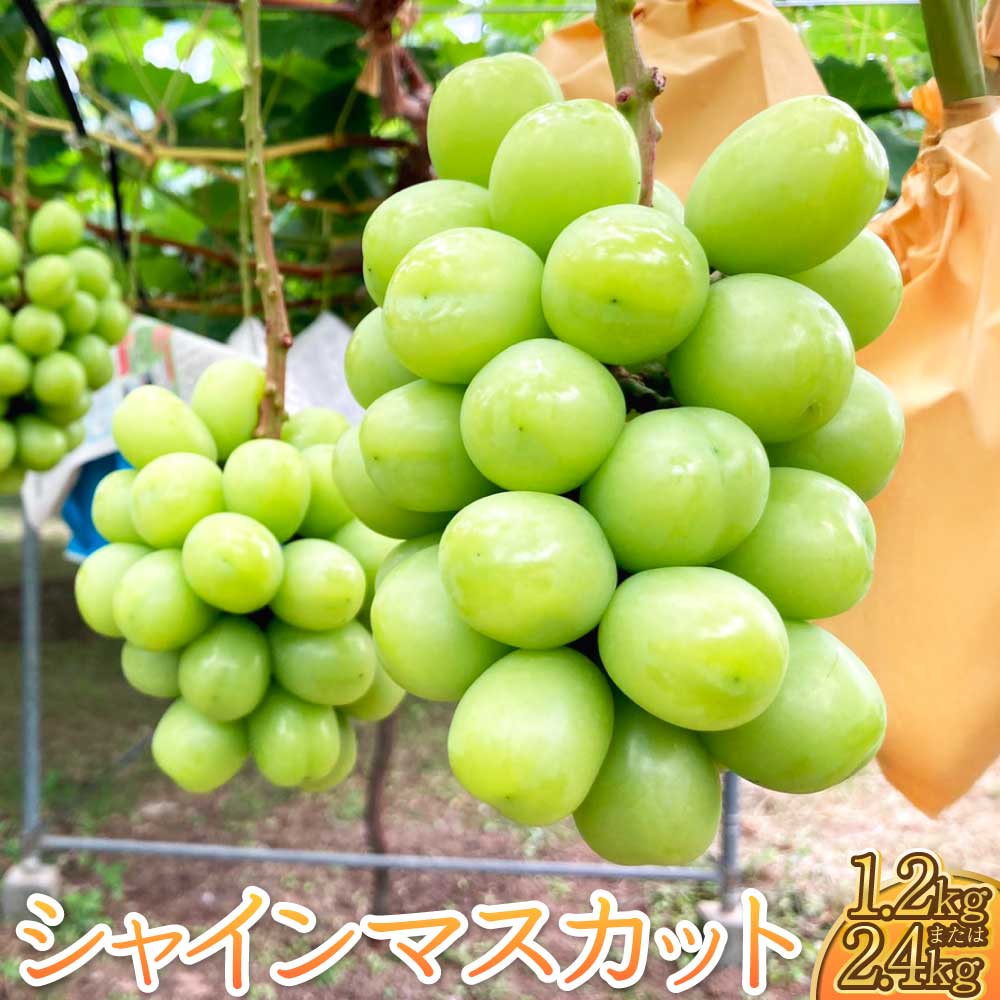 【ふるさと納税】先行受付 シャインマスカット 約1.2kg 選べる容量 （約300g×4パック）または 約2.4kg（約300g×8パック） 【2025年8月上旬から8月下旬発送予定】 清水果樹園