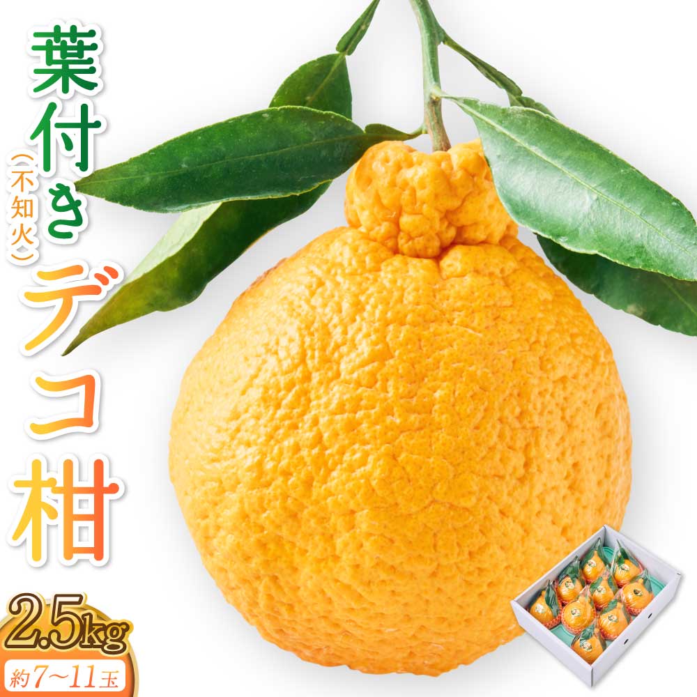 【ふるさと納税】先行予約 不知火 果実の宝箱葉付きデコ柑不知火 約2.5kg 7玉～11玉 【2027年3月上旬から6月中旬順次発送予定】 しらぬい 柑橘 みかん ミカン 蜜柑 果物 くだもの フルーツ 九州産 熊本県産 宇城市産 国産 送料無料 田辺農園｜熊本県宇城市