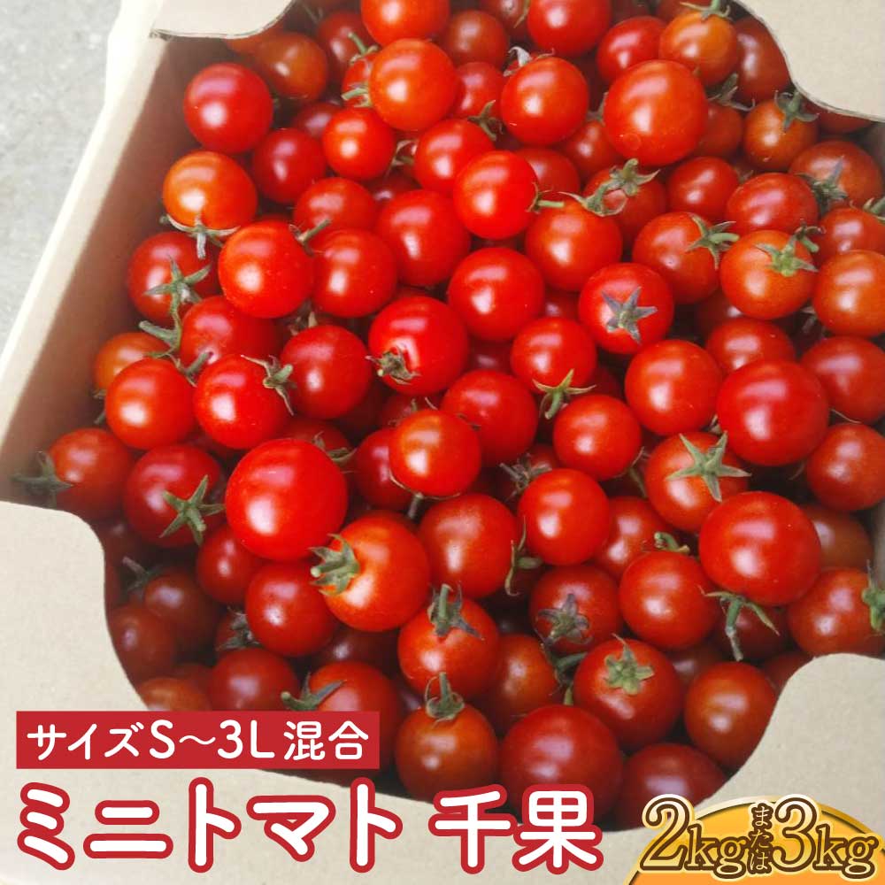 【ふるさと納税】選べる容量ミニトマト千果 約2kg もしくは 約3kg（サイズS～3L混合）冨田農園 【12月下旬～2025年6月下旬発送予定】