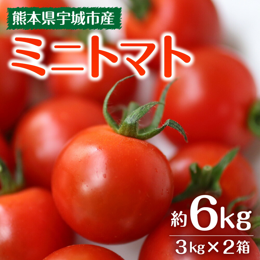 楽天市場 ふるさと納税 11月下旬 順次発送予定 ミニトマト 約6kg トマト プチトマト とまと 野菜 国産 九州産 熊本産 送料無料 熊本県宇城市