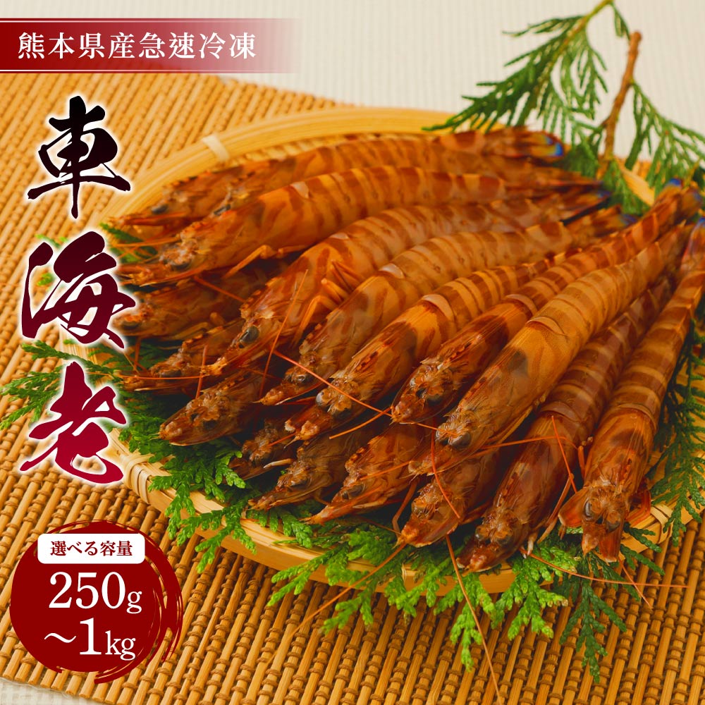 【ふるさと納税】えび 熊本県産 急速冷凍 車海老 【選べる容量 250g～1kg (9～52尾) 】 生食可 吉本水産