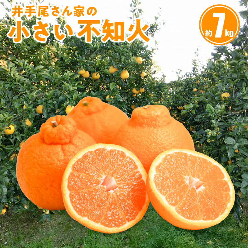 楽天市場】【ふるさと納税】先行予約 天草ポンカン 約 7.5kg