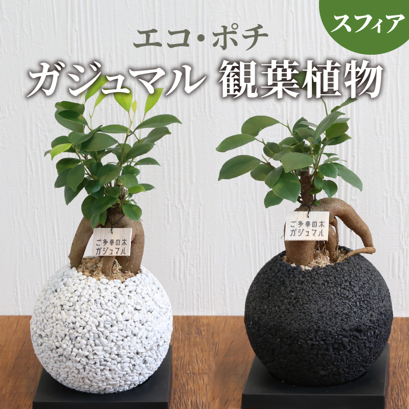 楽天市場】【ふるさと納税】観葉植物 パキラ サンスベリア 消臭