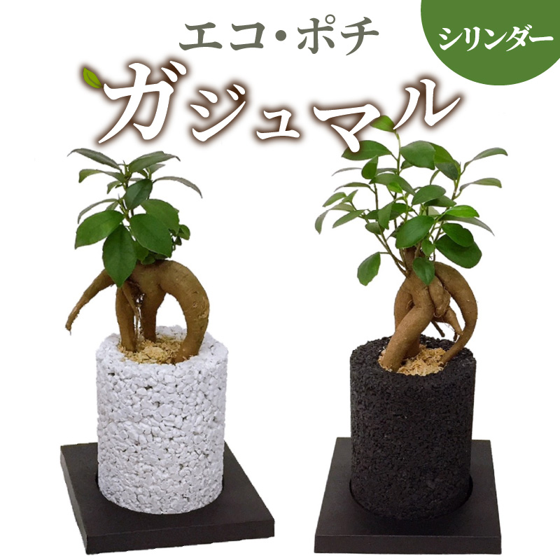 楽天市場】【ふるさと納税】観葉植物 パキラ サンスベリア 消臭