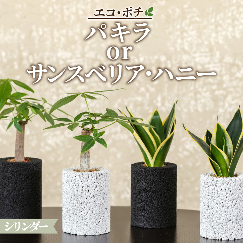 楽天市場】【ふるさと納税】観葉植物 パキラ サンスベリア 消臭