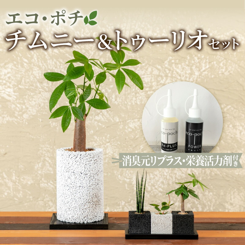 【ふるさと納税】観葉植物 セット パキラ チムニー サンスベリア バキュラリス トゥーリオ 消臭 グリーン キューブ 限定 ギフト お洒落｜熊本県天草市