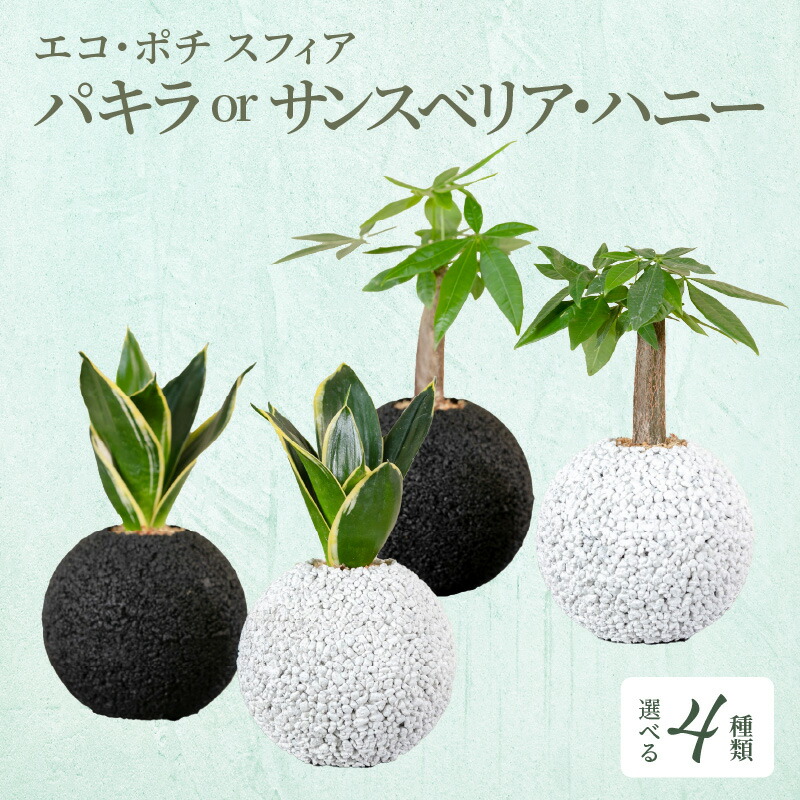 楽天市場】【ふるさと納税】観葉植物 パキラ サンスベリア 消臭