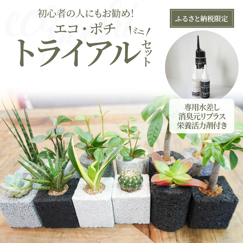 【ふるさと納税】初心者の人にもお勧め！ エコ・ポチ トライアル セット・ミニ 観葉植物 消臭 インテリア グリーン 土を使わず 水苔 食卓 気軽 厳選 癒やし効果 バチルス菌 ギフト お洒落 九州 熊本県 天草市 お取り寄せ 送料無料 11,550円