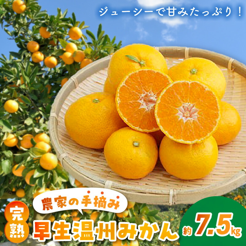 楽天市場】【ふるさと納税】先行予約 天草ポンカン 約 7.5kg