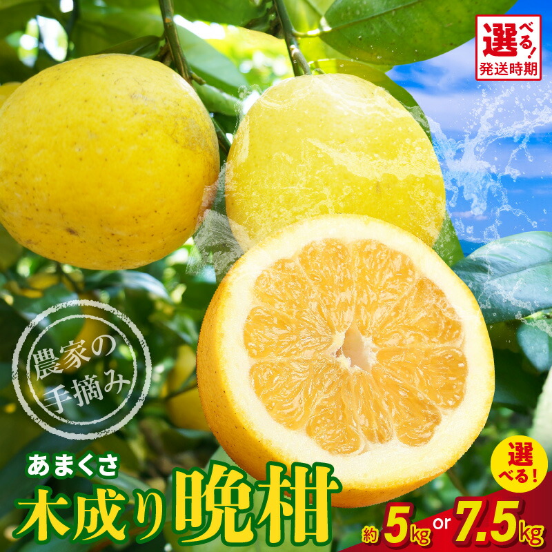 楽天市場】【ふるさと納税】柑橘 ぽんかん 5kg サンゴールド