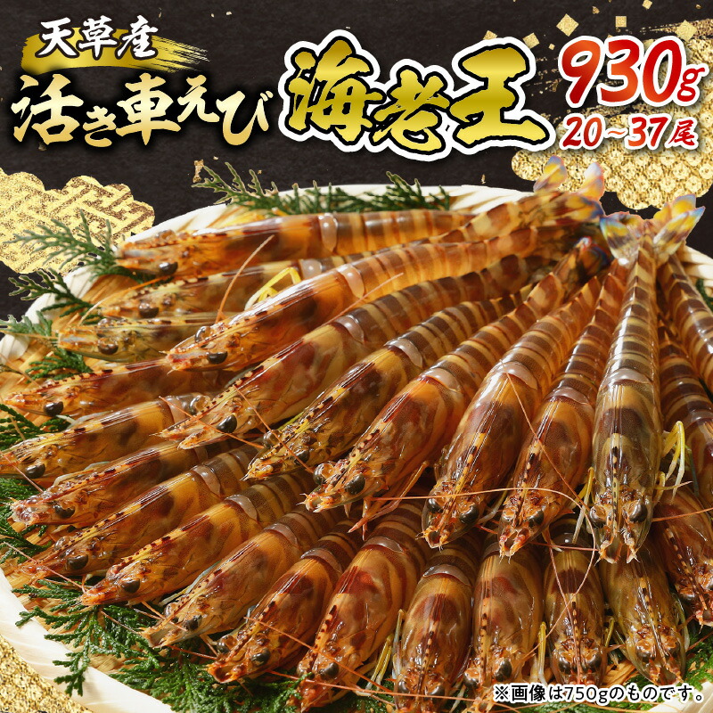 【ふるさと納税】着日指定OK！活き 車海老 「海老王」 930g 熊本県 天草産 国産 えび 刺身 エビフライ 海鮮 お取り寄せ グルメ 天草市 送料無料｜熊本県天草市