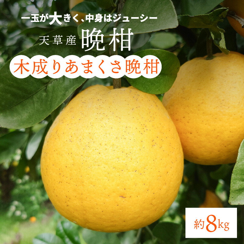 【ふるさと納税】あまくさ晩柑 約8kg 一玉 大きい 中身 ジューシー 程良い甘さ 夏 ぴったり 木成り 直接 収穫 元気な木 育てる 海風 天然ミネラル 太陽 光 自然 恵み お取り寄せ しばた農園 熊本県 天草市 送料無料｜熊本県天草市