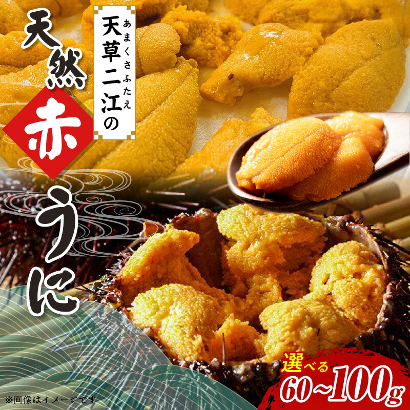 【ふるさと納税】天草二江 天然 赤うに 選べる 内容量 60g ～ 100g 美食家 北大路魯山人 認めた 幻 ウニ 殻 朱色 濃厚 甘み 特徴 九州外 滅多に出回らない 食べる ウニの概念 変わる 大粒 きれい ご褒美 贈答品 お取り寄せ お取り寄せグルメ 熊本県 天草市 送料無料