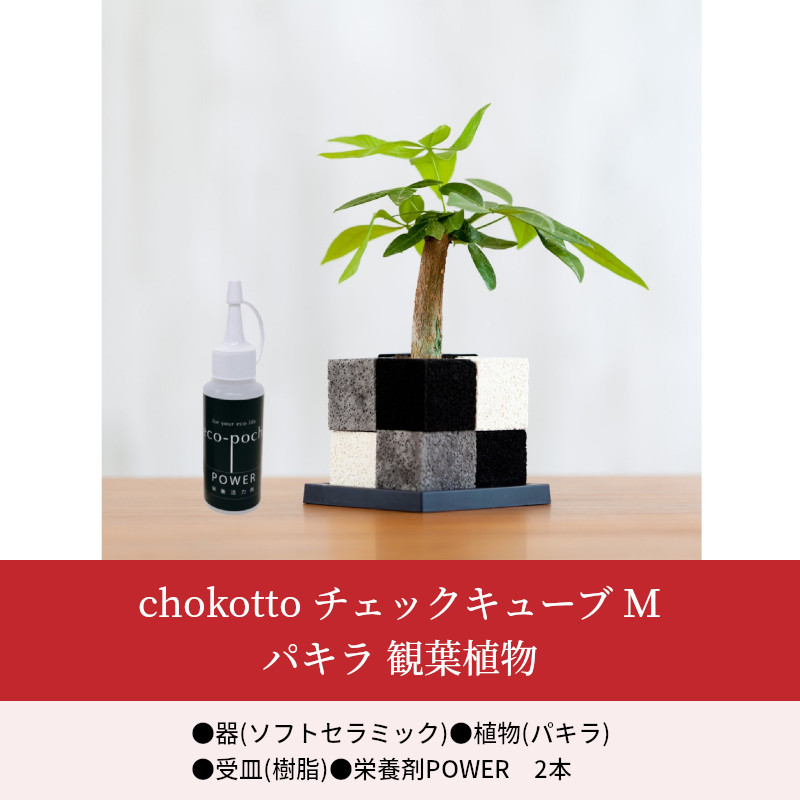 Chokotto パキラ 観葉植物 熊本県天草市ポットにアロマオイルを垂らすことでほのかにアロマが香る アロマと植物の２つの癒やしの効果が実感できます ｍ 観葉植物 ｍ ふるさと納税 チェックキューブ