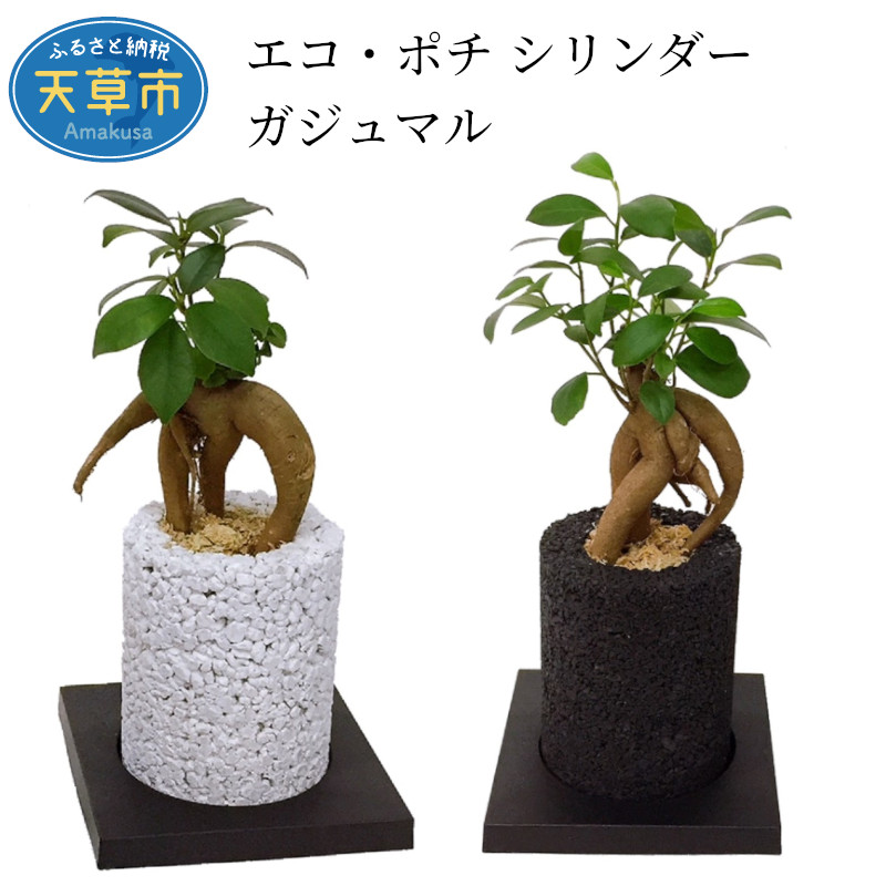 世界初 ガジュマル花 ガーデン Diy 消臭グリーン エコ ポチ エコポチ 花 観葉植物 ガジュマル がじゅまる 消臭 観葉植物 シラス 観葉植物 竹炭 モノトーン おしゃれ インテリア プレゼント 植物ポット ふるさと納税 エコ ポチ シリンダー ガジュマル 熊本県天草市