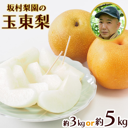 【ふるさと納税】秋 旬 梨 フルーツ 期間限定 坂村梨園 玉東梨 熊本県玉名郡玉東町 約3kg(4～10玉前後) 約5kg(5～18玉前後) 梨 なし 果物 旬の梨 《8月中旬-11月上旬頃出荷》豊水 秋麗 あきづき 甘太 新高 新興