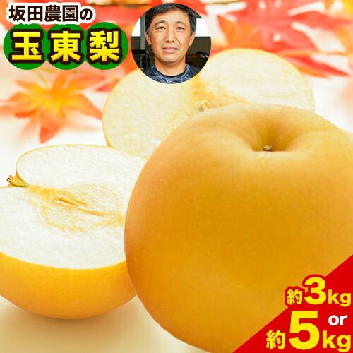 【ふるさと納税】梨 なし 旬の梨 坂田農園 玉東梨  期間限定 【内容量をお選びください】 約5kg 約3kg 熊本県玉名郡玉東町産 果物 梨 スイーツ フルーツ デザート スムージー 大容量 熊本県玉東町 あきづき《8月中旬- 9月末頃出荷》