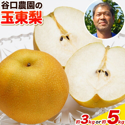 【ふるさと納税】『谷口農園』の玉東梨 期間限定  選べる たっぷり約5kg前後(約6-16玉前後) or 約3kg前後(約4-10玉前後) 【日付指定・品種指定不可】熊本県玉名郡玉東町 なし 果物 スイーツ フルーツ デザート スムージー《8月中旬-10月上旬頃出荷》